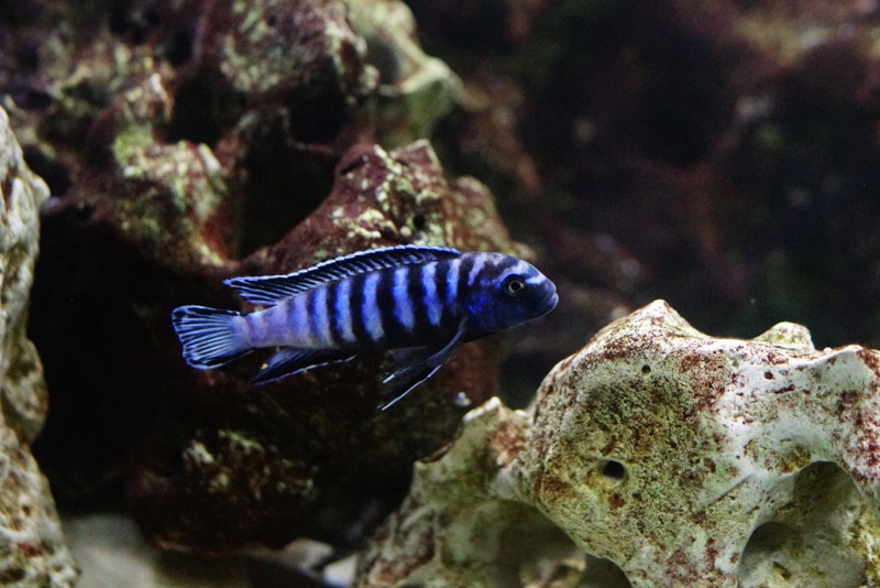Chindongo sp. 'elongatus ornatus' Likoma Island